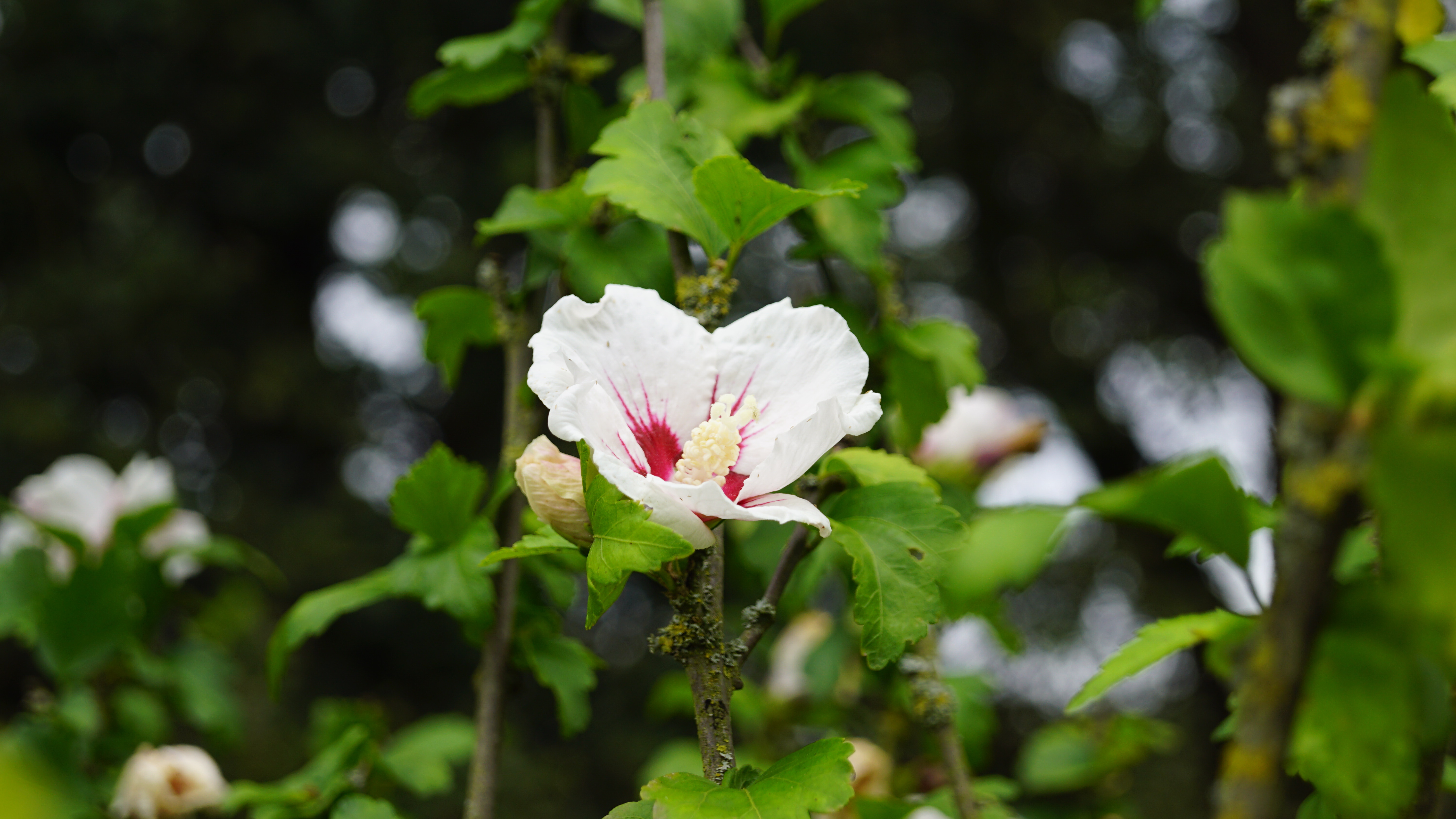 Hibiscus syriacus 'Red Heart' (1)